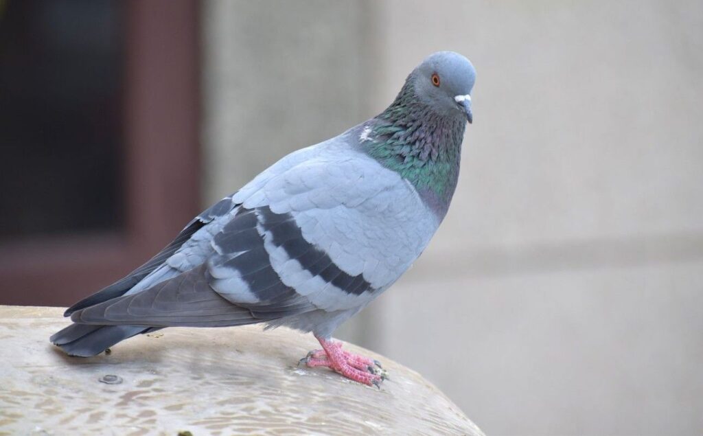 Local deshi pigeon physical characteristics