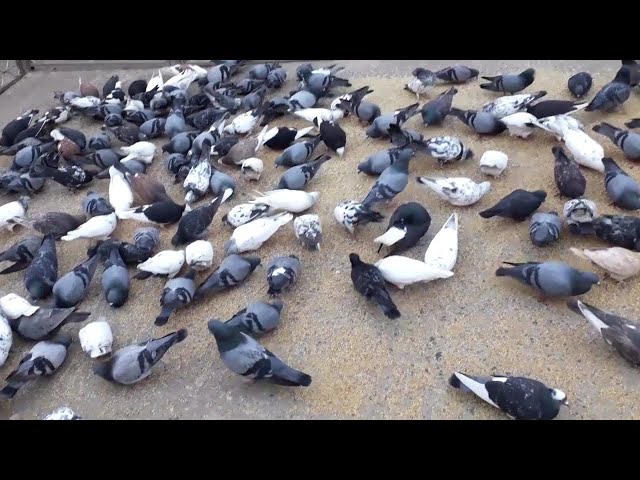 Deshi pigeon Bangladesh Deshi pigeon local domestic breed Bangladesh