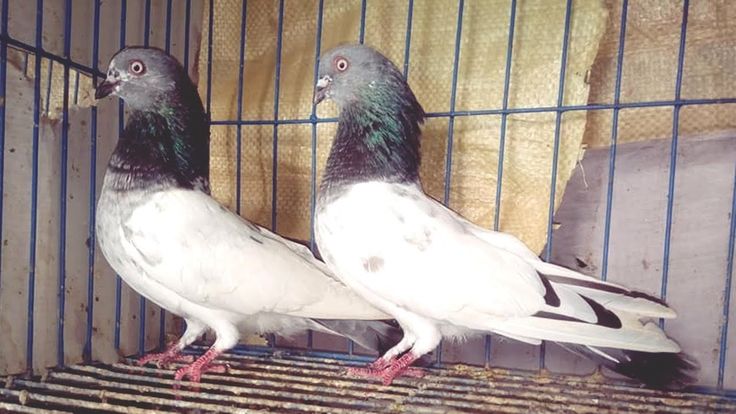 Giribaz pigeon close up Giribaz pigeon physical characteristics