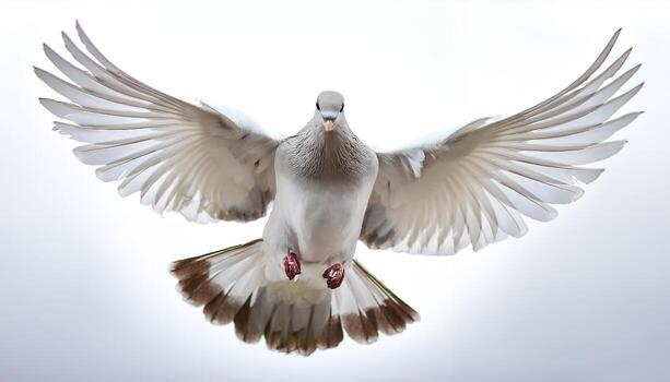 Giribaz pigeon flying Giribaz pigeon flying breed Bangladesh