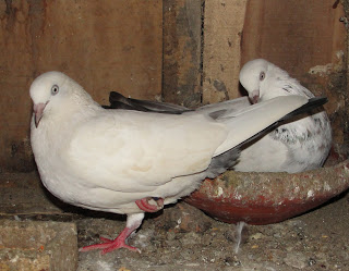Giribaz pigeon pair nesting Giribaz pigeon breeding pair