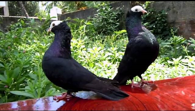 Mookee pigeon nesting pair