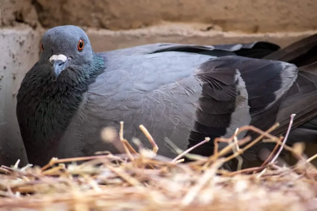 Deshi pigeon breeding pair with eggs