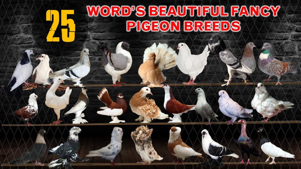 different pigeon breeds collection