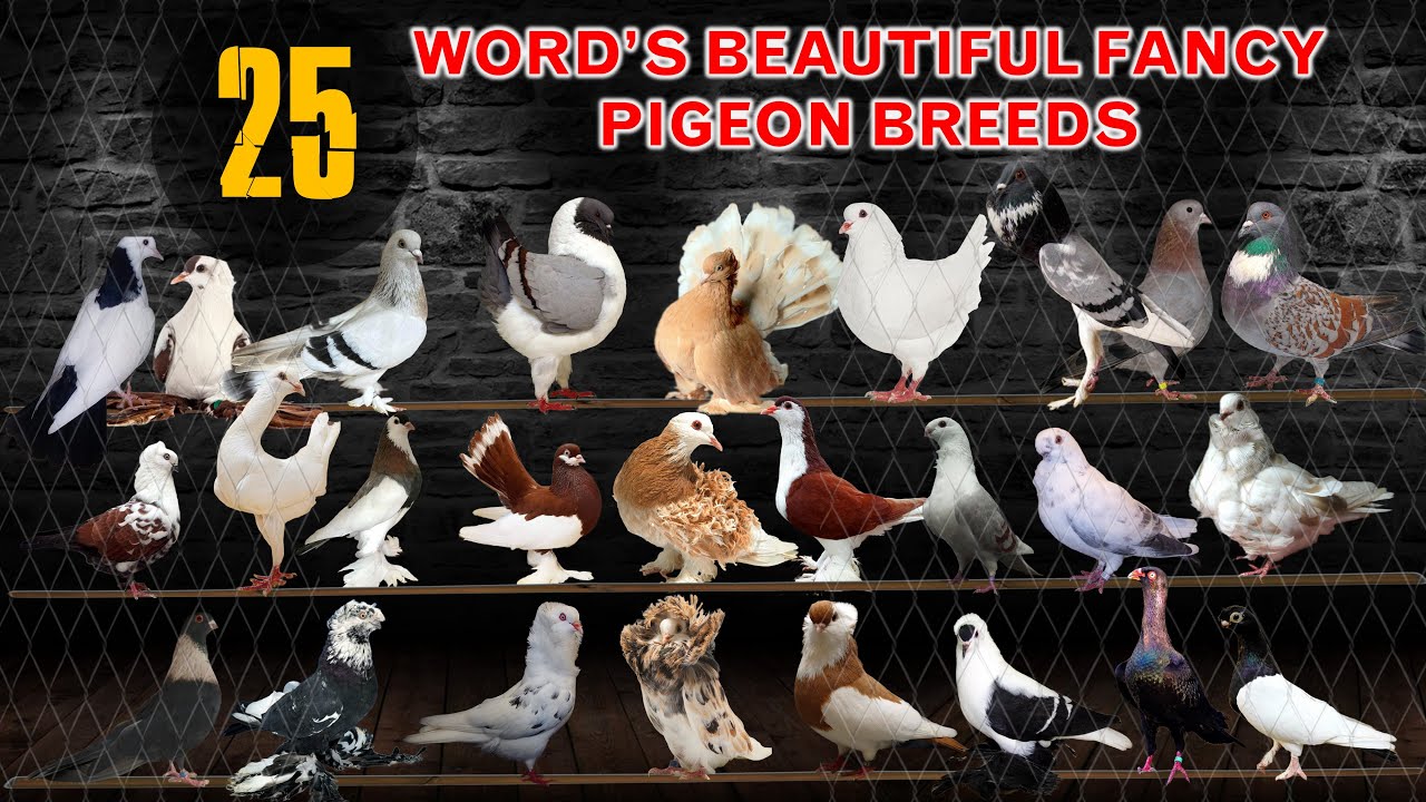 different pigeon breeds collection different pigeon breeds collection