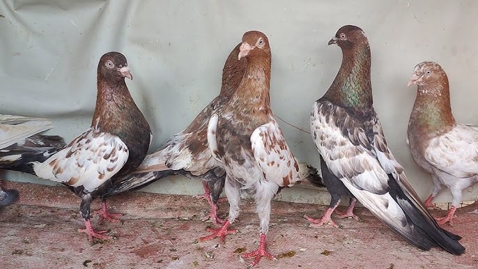 kalpetia pigeon Kalpetia pigeon breed Bangladesh