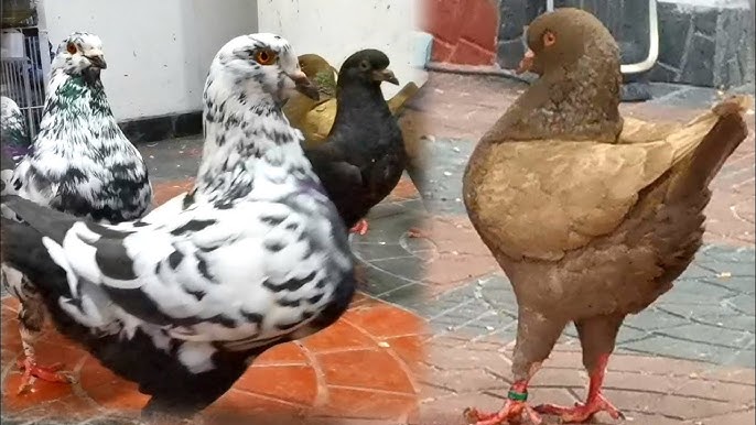 king pigeon breed for farming
