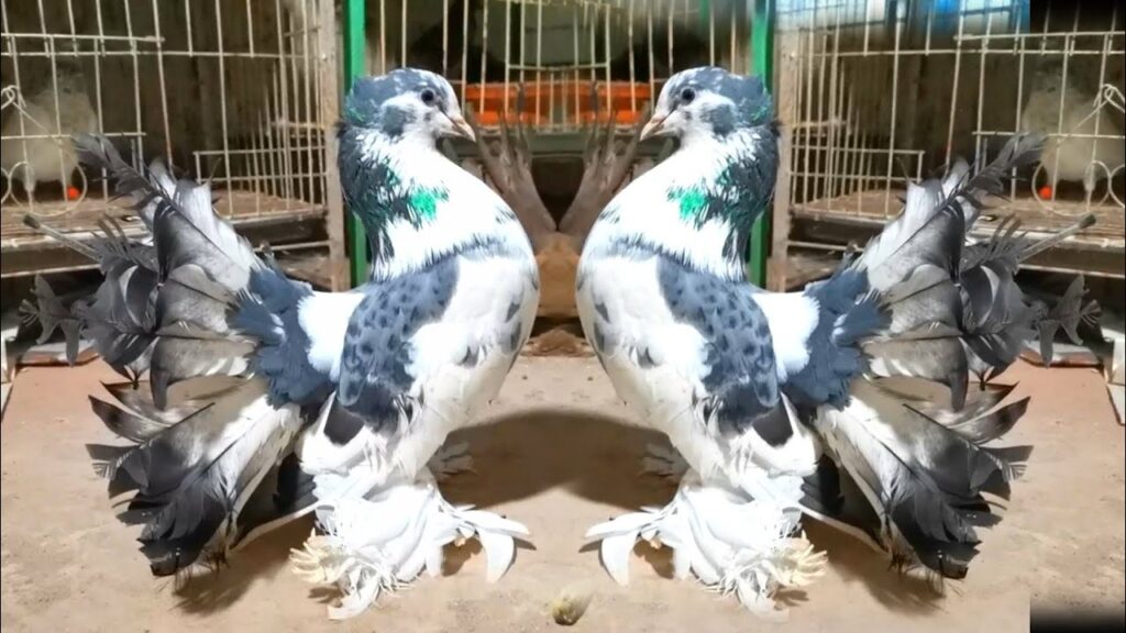 fantail pigeon decorative breed