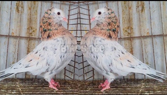 Mookee pigeon upright body posture