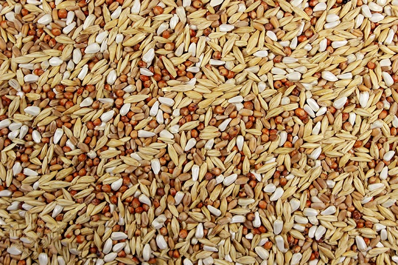 pigeon grain feed grain feed for pigeon farming