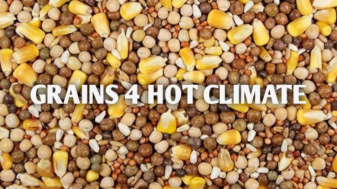 pigeon grain feed grain feed for kalpetia pigeon