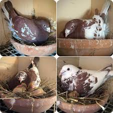 pigeon nesting pair Kalpetia pigeon breeding pair
