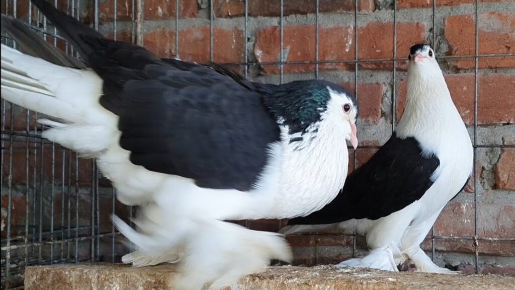Shiraji pigeon breed