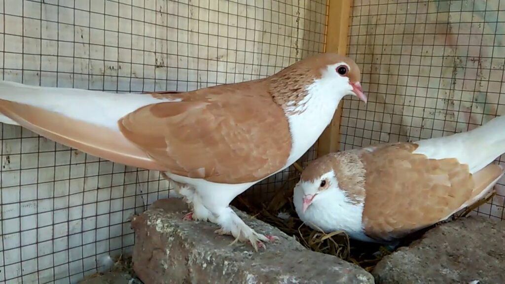 shiraji pigeon nesting pair Shiraji pigeon breeding pair