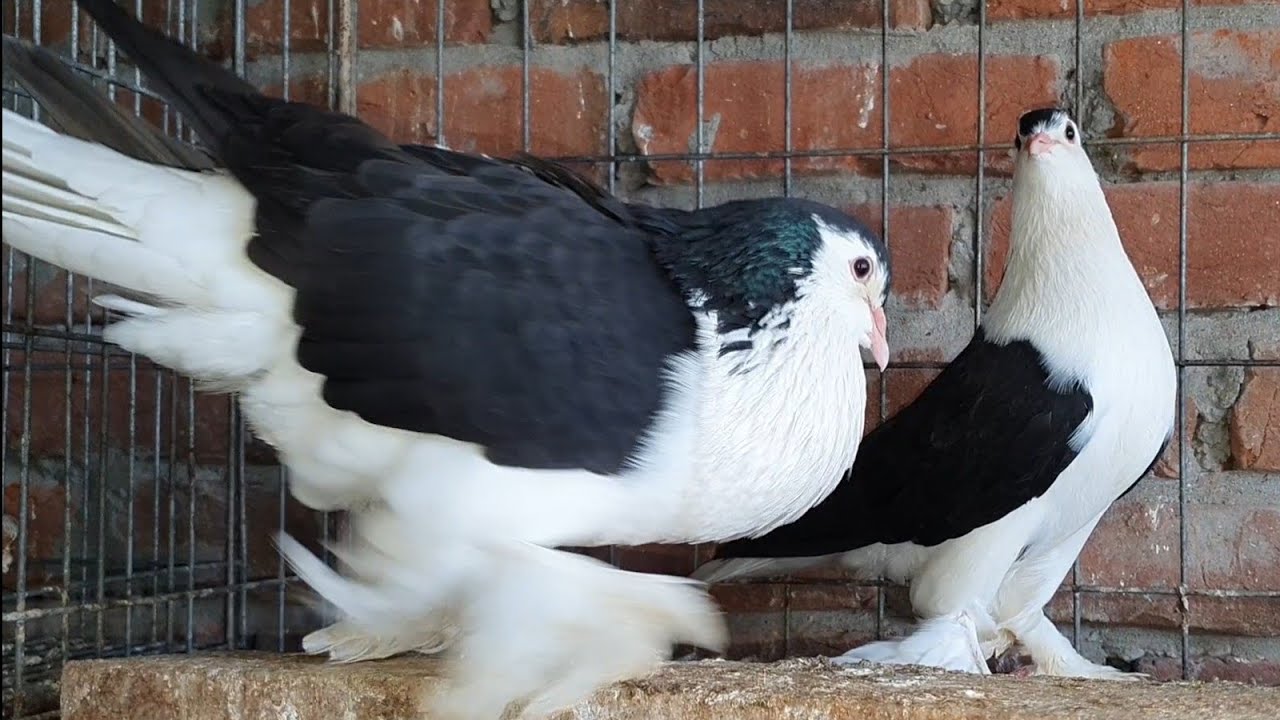 shiraji pigeon Shiraji pigeon breed